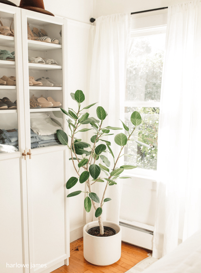 indoor greenery olive tree plant in dressing room 
